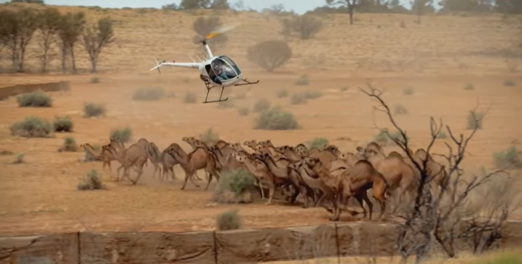 شكا السكان المحليون من أن الجمال تدخل قراهم وتعيث فيها خراباً، لأنها تبحث عن أي مصدر للمياه، مثل الصنابير والخزانات