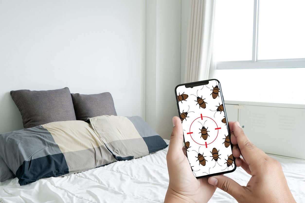 كيفية القضاء على بق الفراش