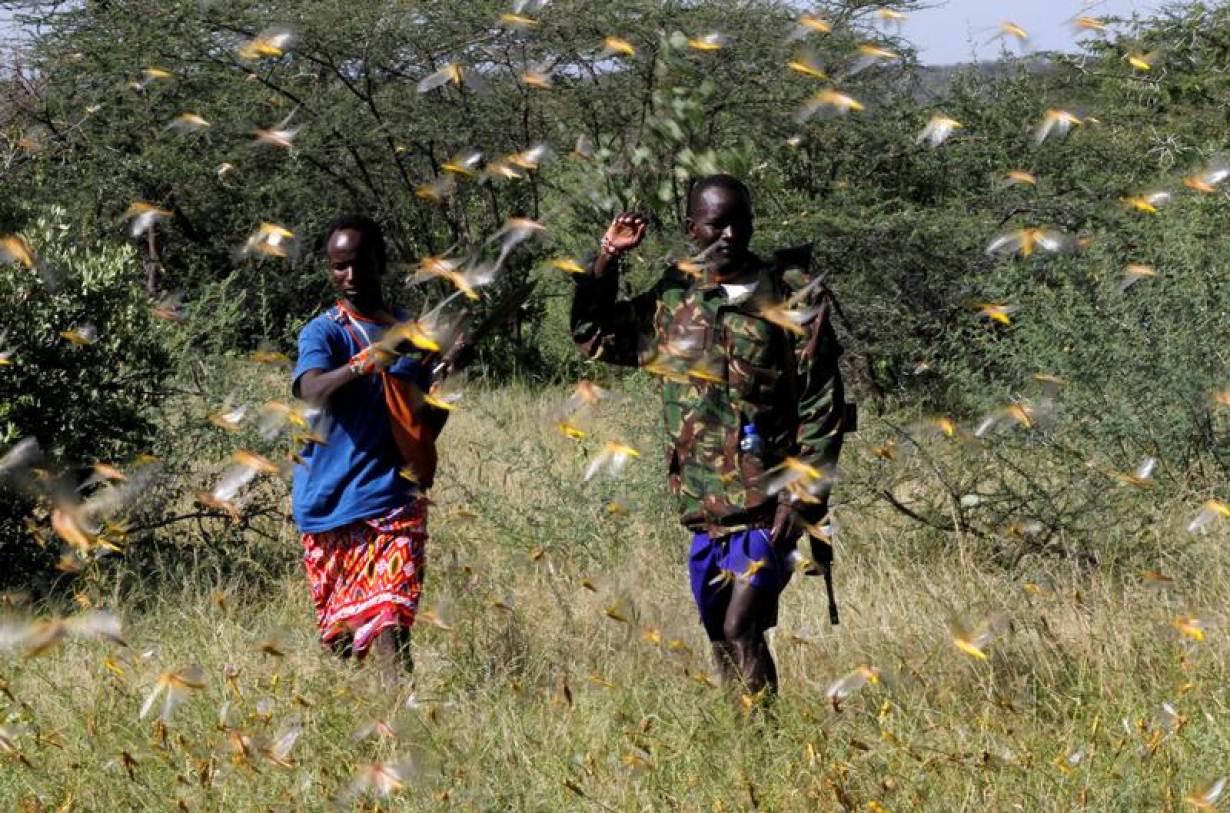 تكتلات لوحوش بحجم مدن جاءت من اليمن تهاجم إفريقيا.. والحل الأمثل لمواجهتها هو أن تؤكل!