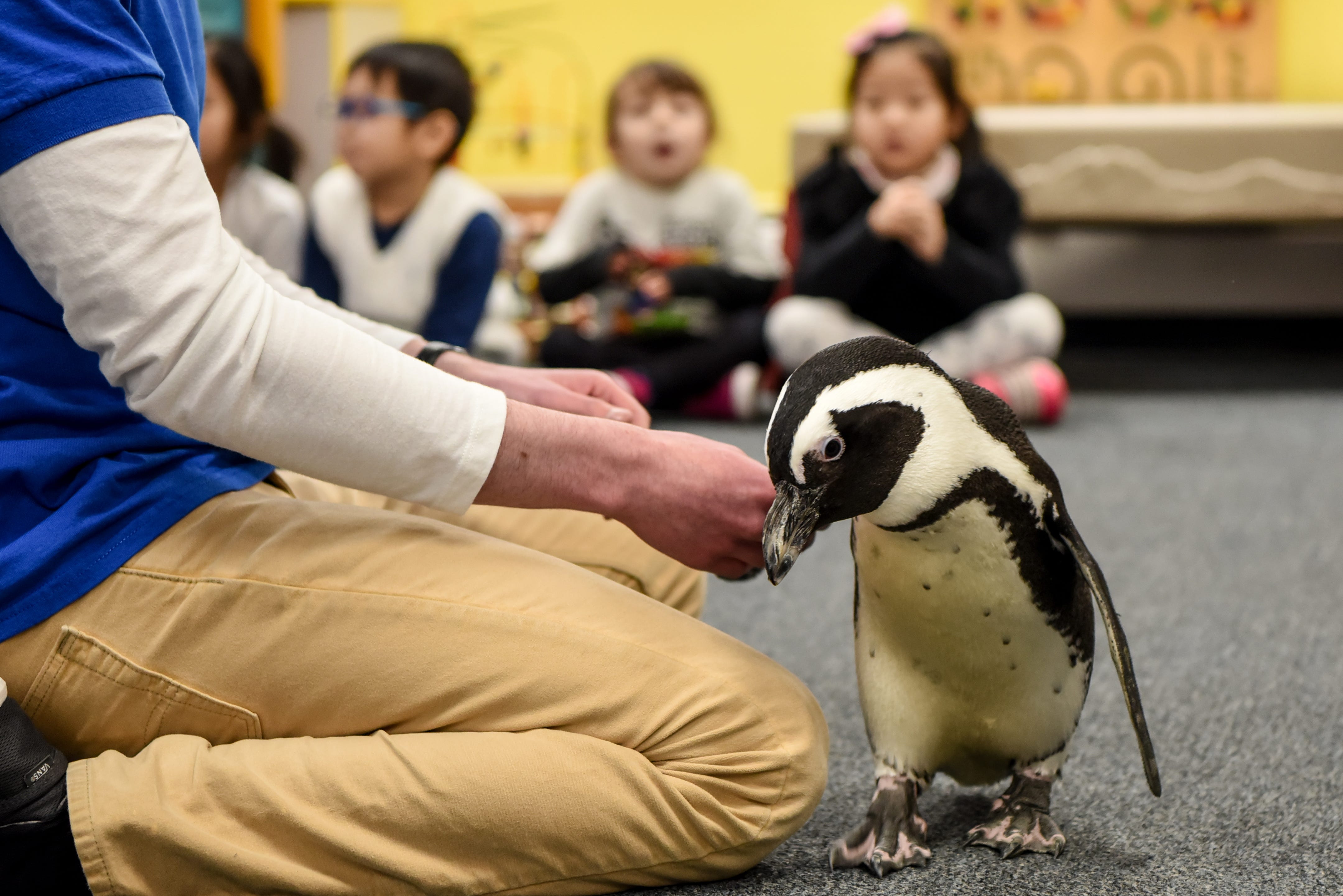 علماء يكتشفون أن صيحة البطريق الإفريقي تشترك مع كلام البشر في بعض الصفات