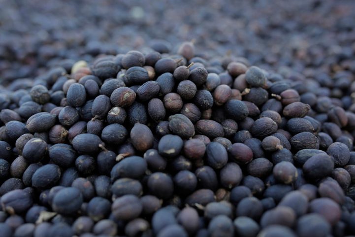 حبوب القهوة المجففة في اليمن/ EPA