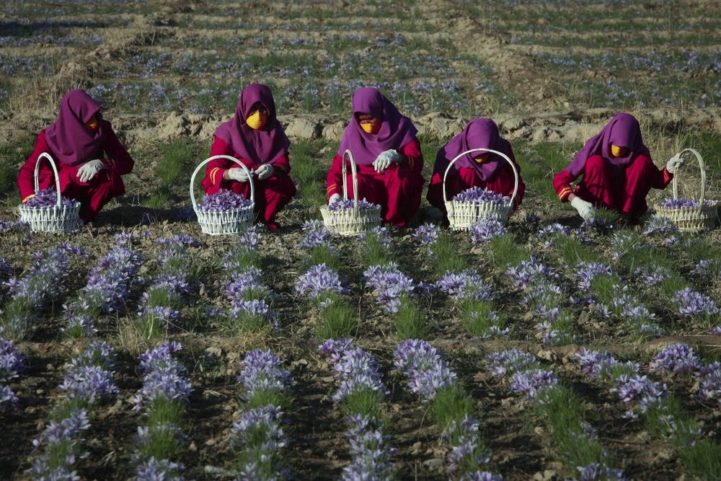 نساء أفغانيات يعملن في حقول الزعفران في هيرات ، أفغانستان/AP