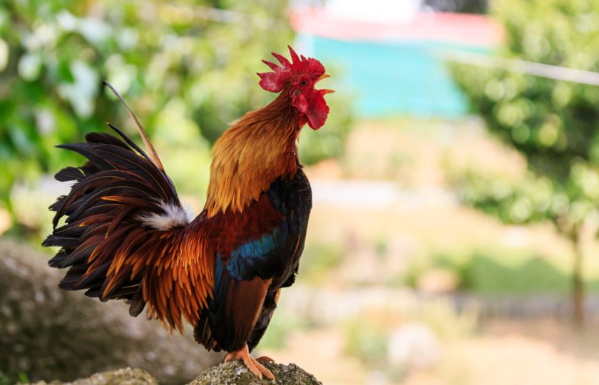 بعد الضجة التي أحدثها.. الشرطة الجزائرية تكشف حقيقة احتجاز ديك بسبب شكوى دبلوماسية إيطالية