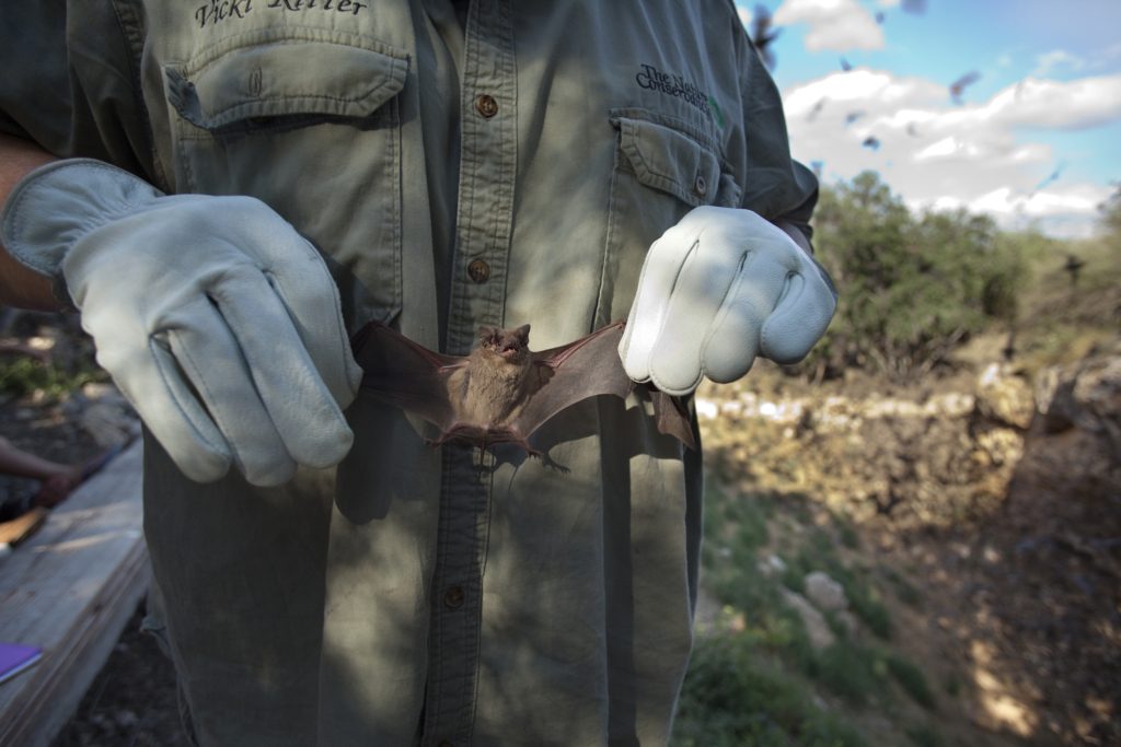 الخفافيش هي سبب فيروس كورونا