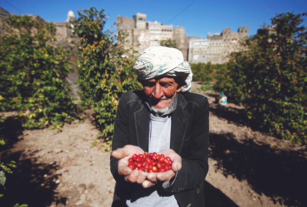 اليمنيّون يعودون لسيرة آبائهم الأولين.. يخلعون “القات” ويزرعون البُنّ مكانه، هل يعود اليمن موطناً للذهب الأسود؟