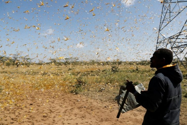 الظروف المناخية ساعدت على تكاثر الجراد/ رويترز