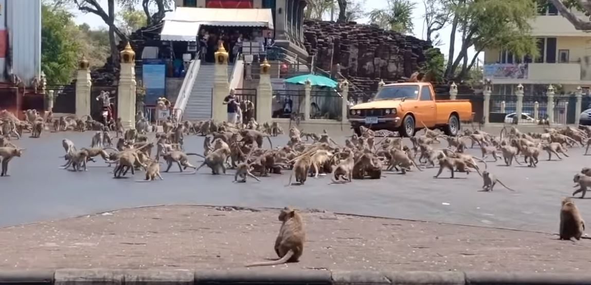 كورونا يؤثر على قردة تايلاند.. مجموعات جائعة تتشاجر على موزة وسط انخفاض عدد السياح