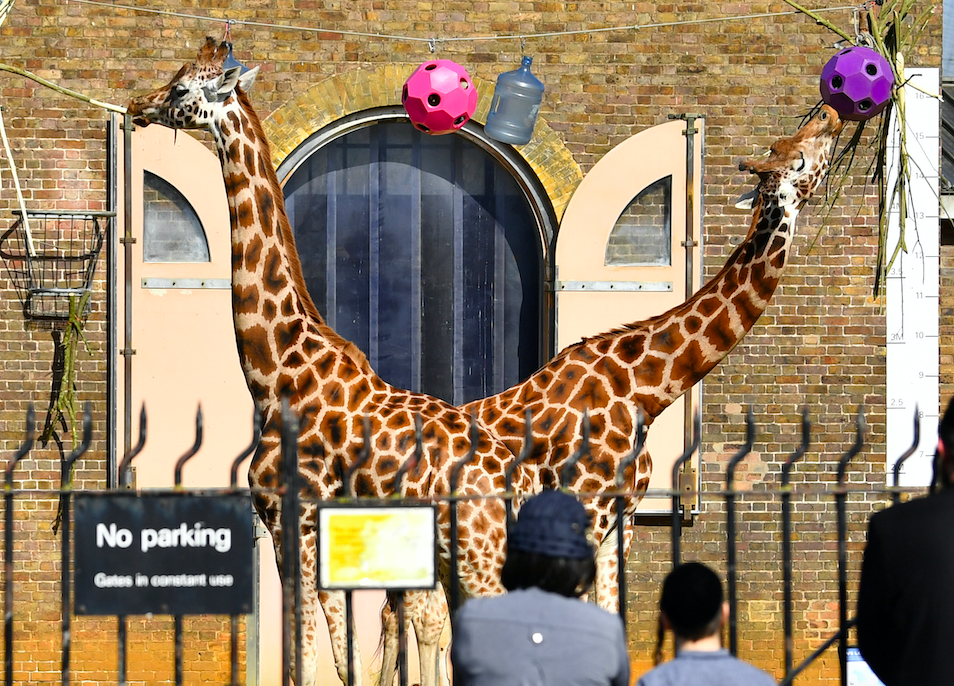 لحماية 18 ألف حيوان.. أقدم حديقة حيوانات بالعالم تجمع التبرعات بعد إغلاقها بسبب كورونا