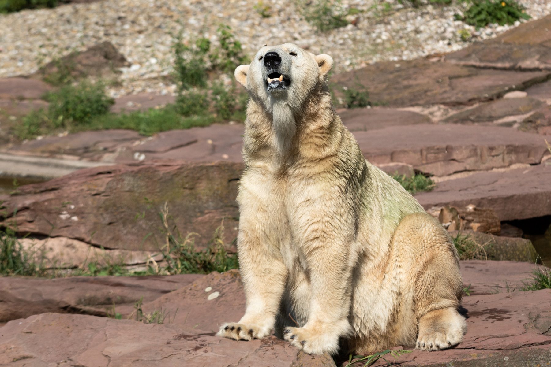 الحيوانات تأكل بعضها.. حديقة ألمانية تضحي بحيوانات لتُبقي أخرى على قيد الحياة بسبب أزمة كورونا