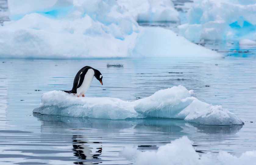 القطب الشمالي