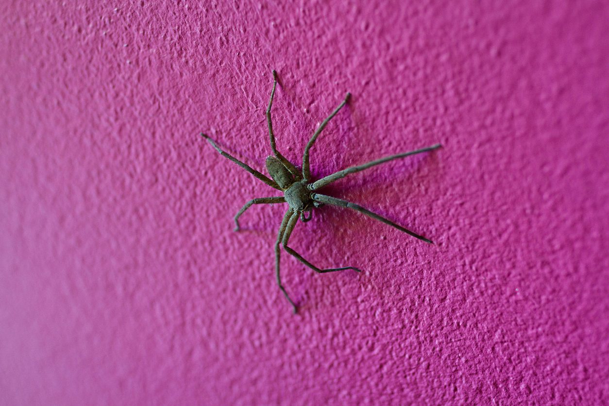 ابتلعت عنكبوتاً ولم أتحوّل إلى سبيدرمان.. أين المصل؟