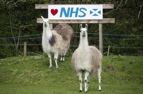 تغلبت على فيروسين قاتلين.. هل تكون اللاما سلاح البشرية لمواجهة كورونا؟