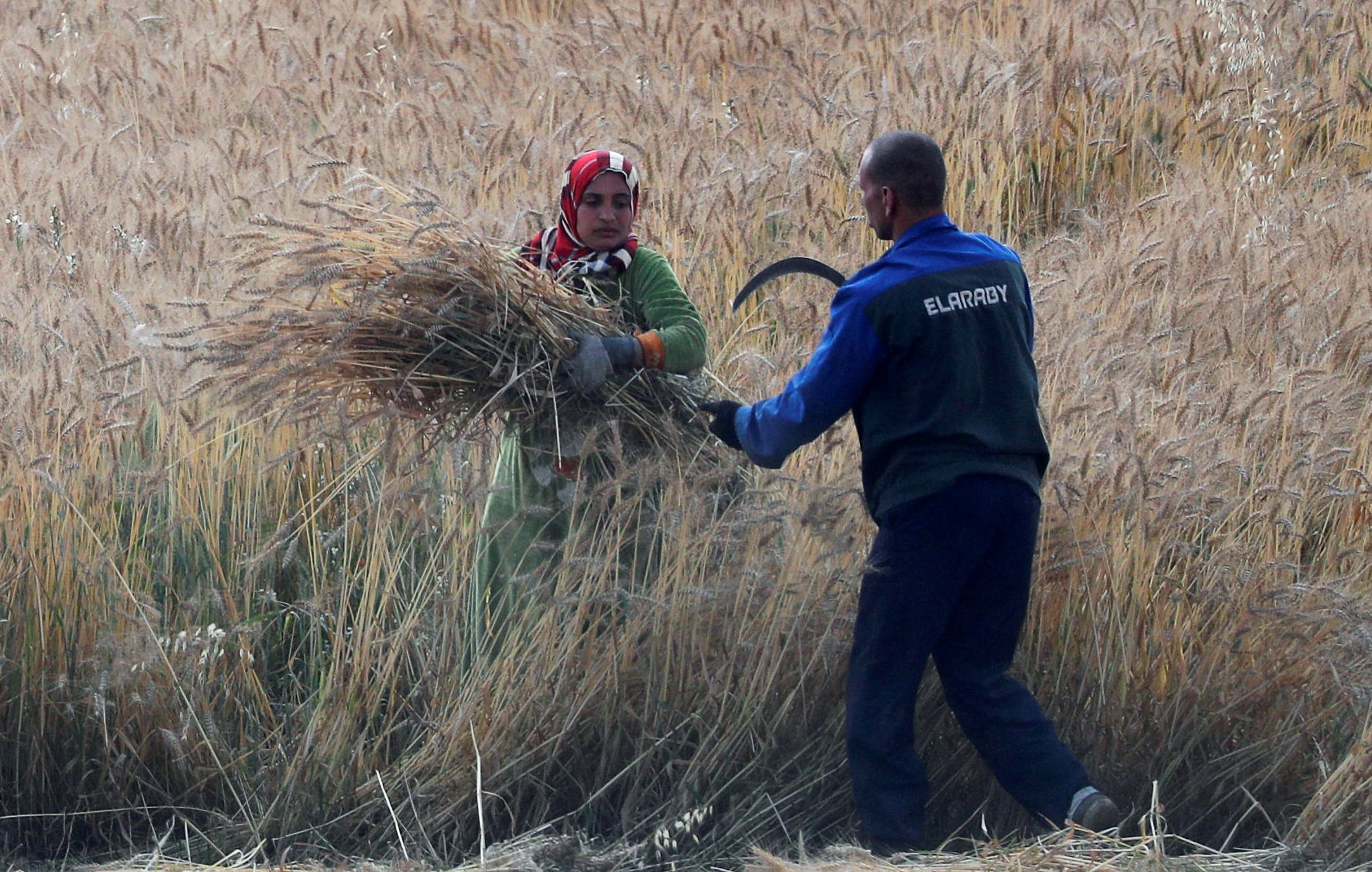 القمح المصري