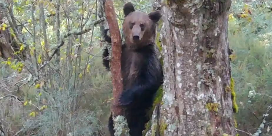 الدب ربما قضى الشتاء كله في المنطقة، بعد التوجه جنوباً قادماً من جبال سييرا دي كوريل/Montaña ou Morte/Zeitun Films