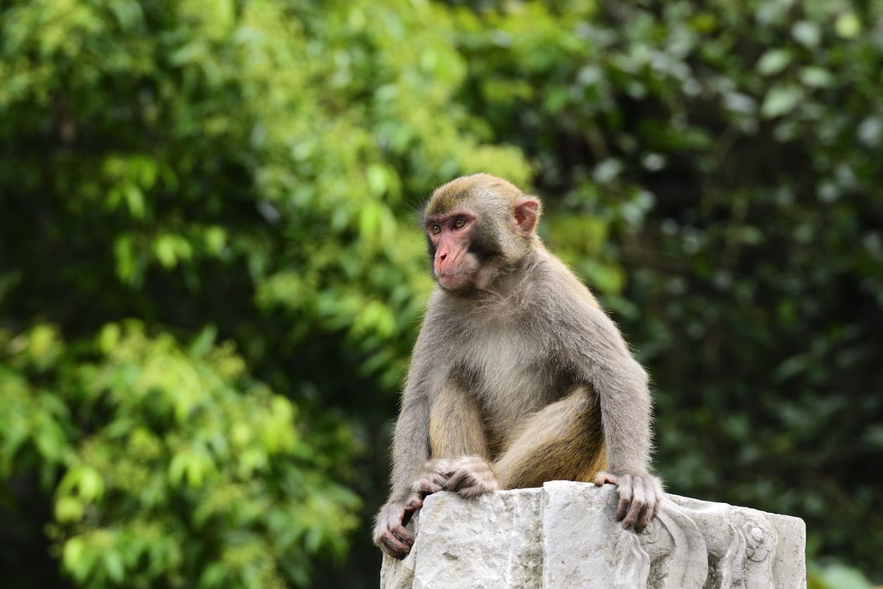 يزيد تسلل القرود إلى المناطق السكنية في الهند/الصورة تعبيرية