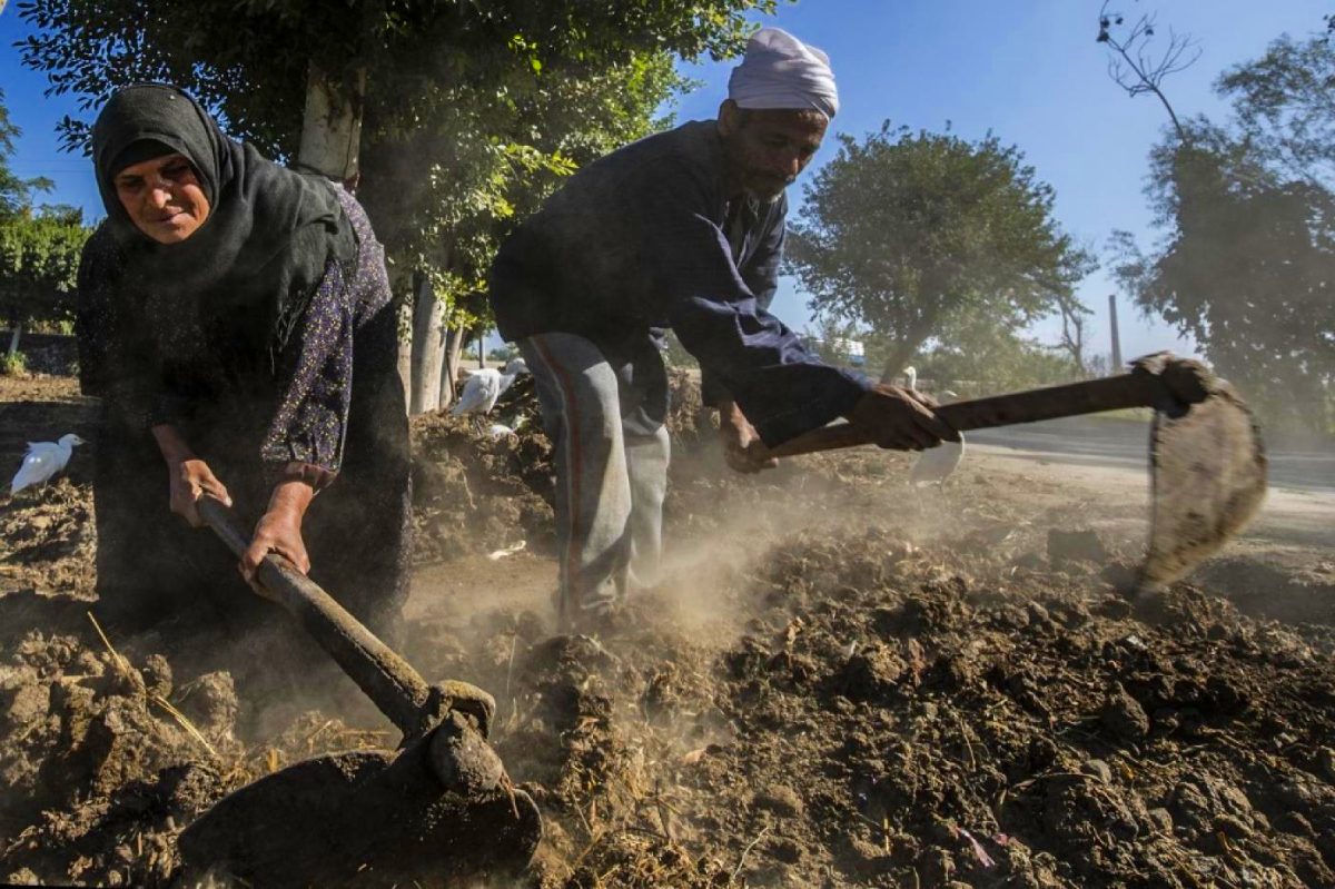 الجانب المشرق لكورونا في مصر.. القطاع الزراعي يشهد نمواً غير مسبوق، فهل يُنقذ الاقتصاد المنهك؟