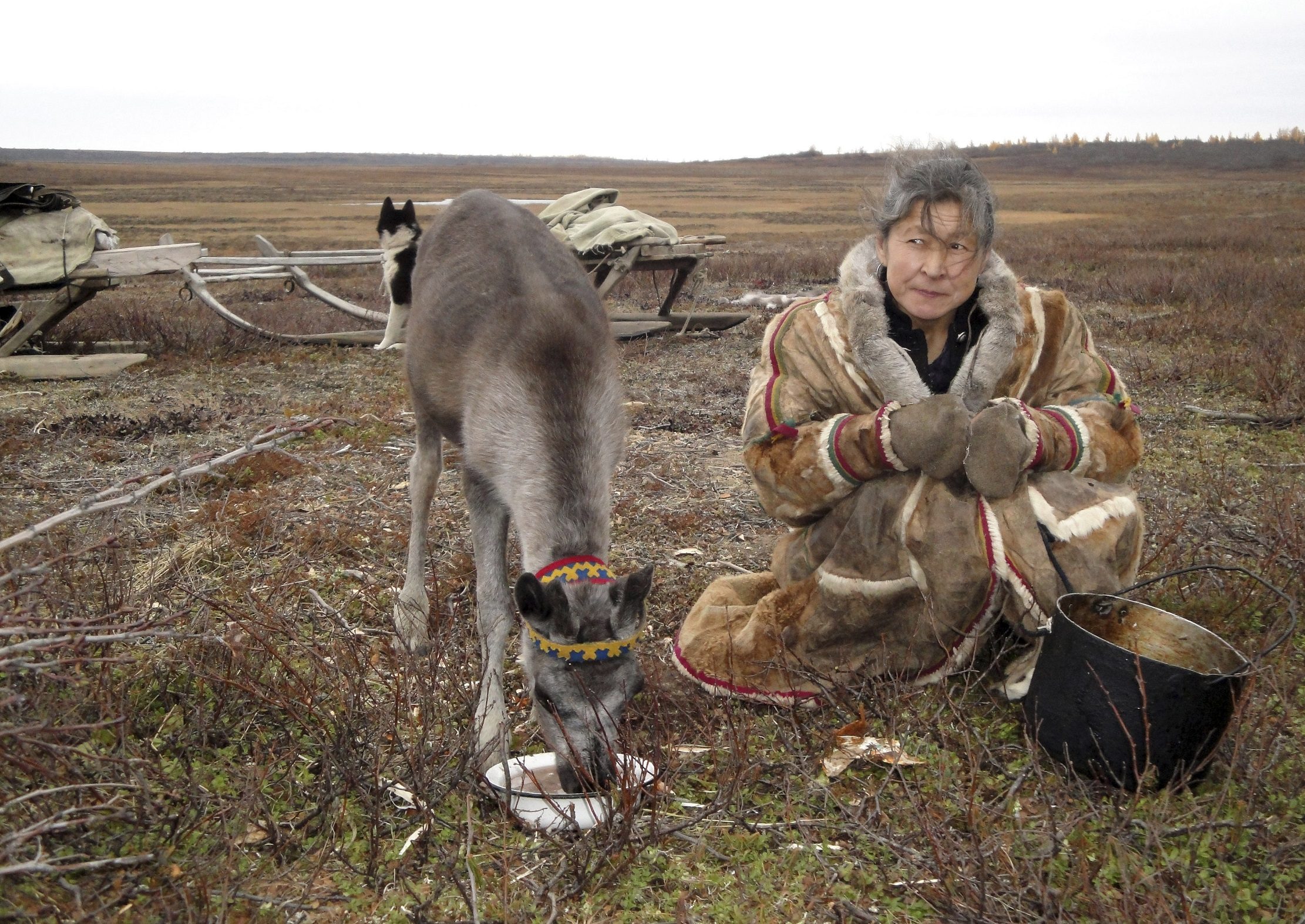 مقيم محلي مع غزال يتغذى على شبه جزيرة ياما ، شمال الدائرة القطبية/رويترز
