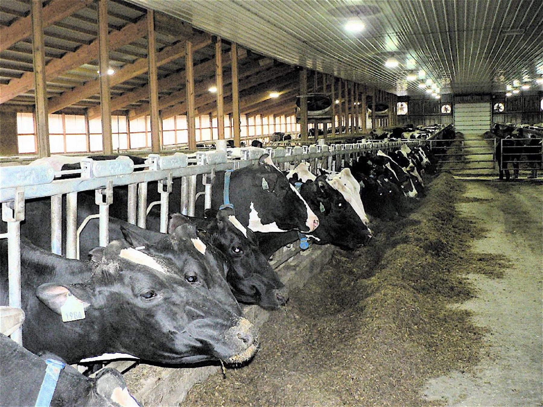 رحلة “كارثية” لـ4000 رأس ماشية إلى مصر! تعرضت سفينتها للتفتيش بزعم تهريب كوكايين فمات العشرات