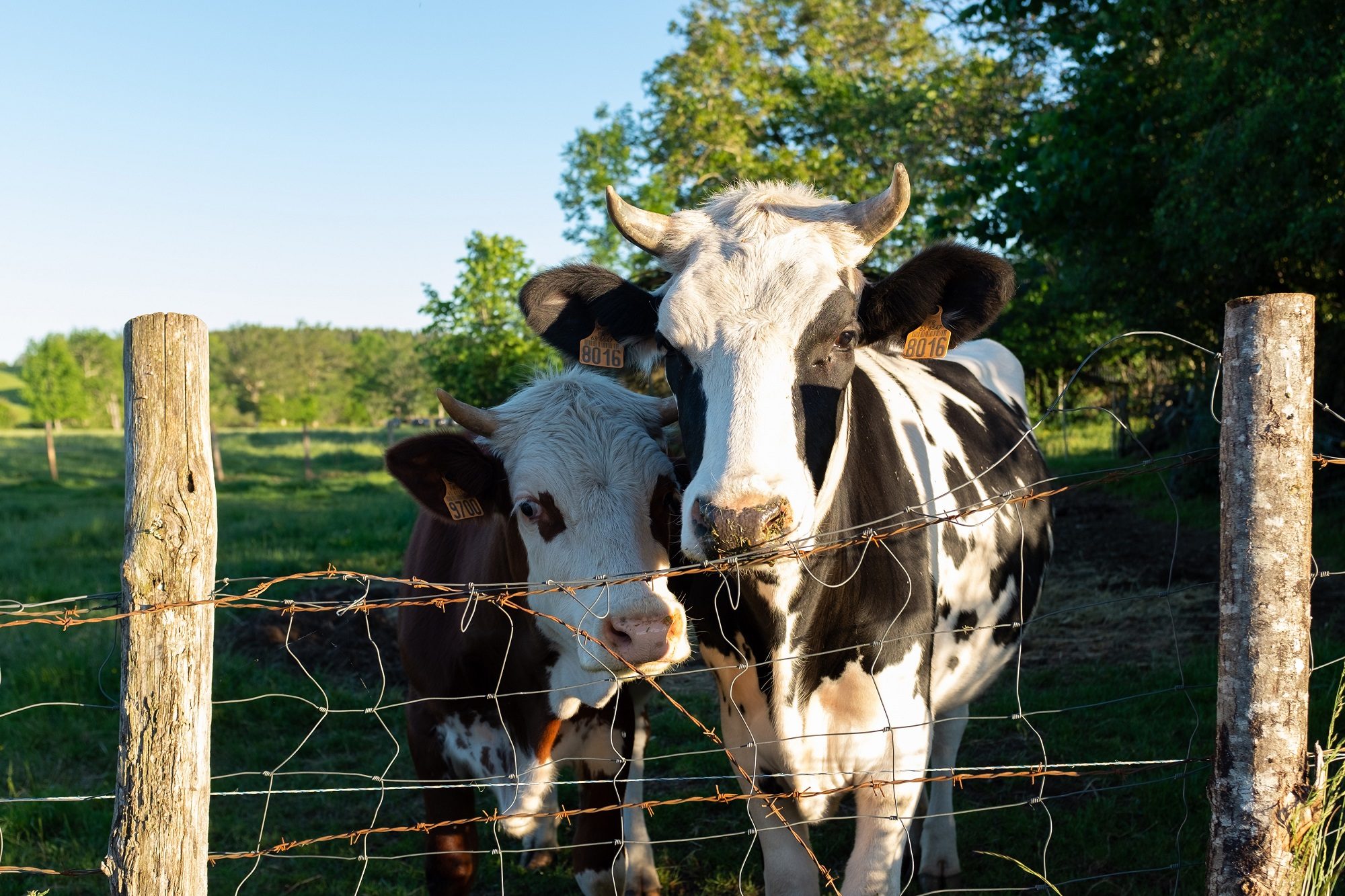 مزرعة أبقار/ رويترز