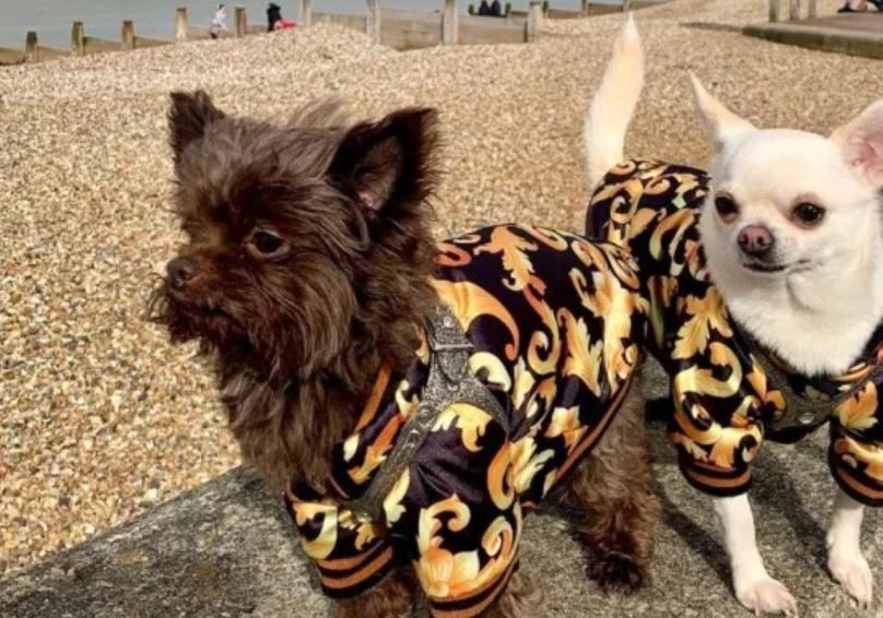 روميو الشيواوا الأبيض البالغ من العمر ثلاث سنوات وريغي أربع سنوات