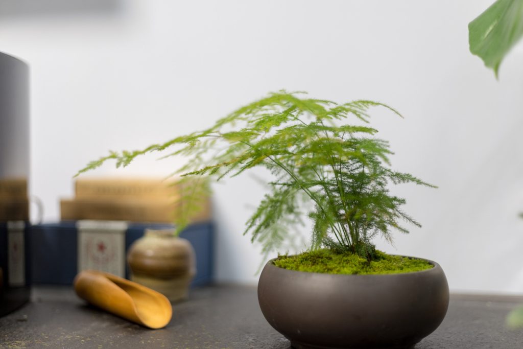 نباتات منزلية لا تحتاج إلى شمس