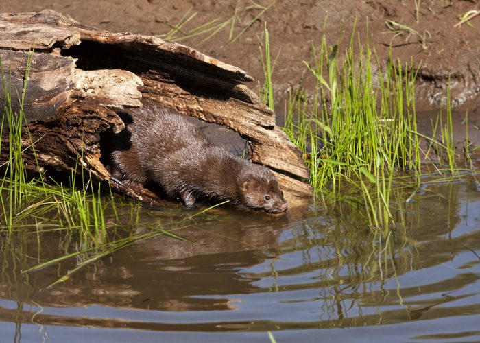 الحكومة أمرت الأربعاء بالتخلص من عشرة آلاف من حيوانات المينك