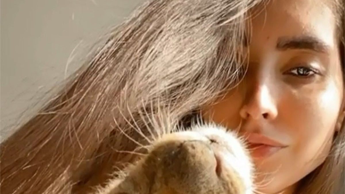 الشبل يبلغ من العمر 5 أشهر ونقل إلى ولاية غازي عنتاب