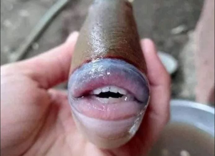 قال مغردون إنها حقيقية، بينما رأى آخرون أنَّ من نشرها أول مرة قام بتعديلها قليلاً