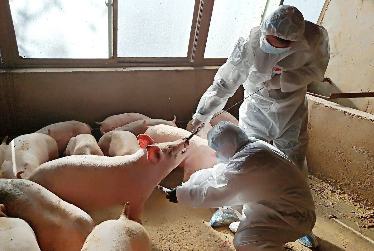 “كوكتيل فيروس متفجر” مصدره الخنازير.. إليك كل ما نعرفه عن المرض الجديد القادم من الصين ويهدد العالم