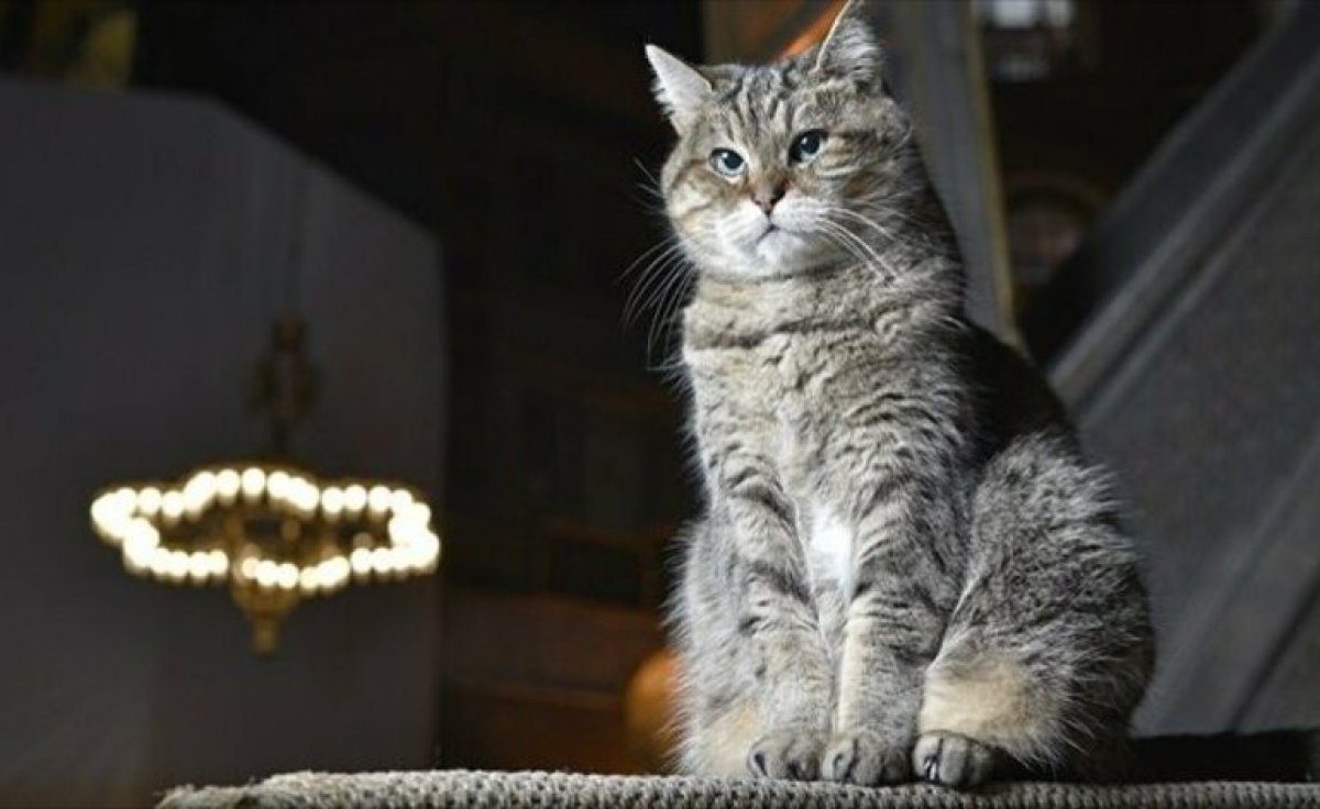 تركيا تعلن أن “جلي” لن تغادر آيا صوفيا بعد تحويله لمسجد.. قصة القطة التي يتابعها الآلاف على السوشيال ميديا