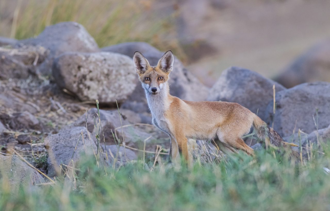 ثعلب يسرق أكثر من 100 حذاء في ألمانيا دون أن يعرف أحد من الفاعل.. شخص راقبه وأمسك به متلبساً