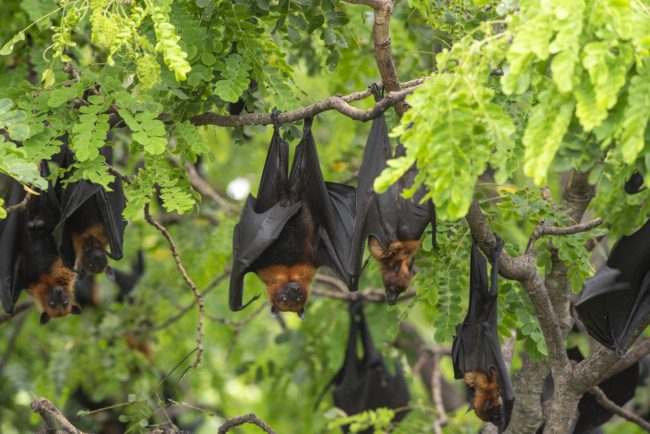 75 % من الأمراض الجديدة حيوانية المنشأ! خبراء يحذّرون: قد تؤدي إلى ملايين الوفيات