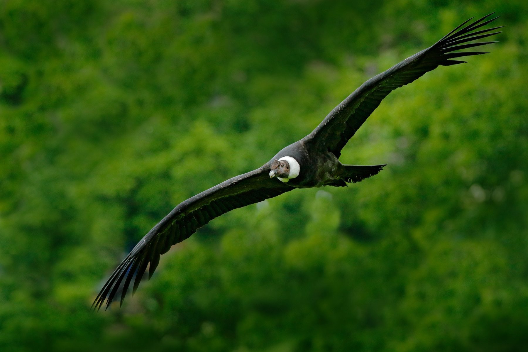 قادر على الطيران 5 ساعات دون رفرفة جناحيه.. تعرف على “نابش القمامة” أكبر طائر محلق في العالم