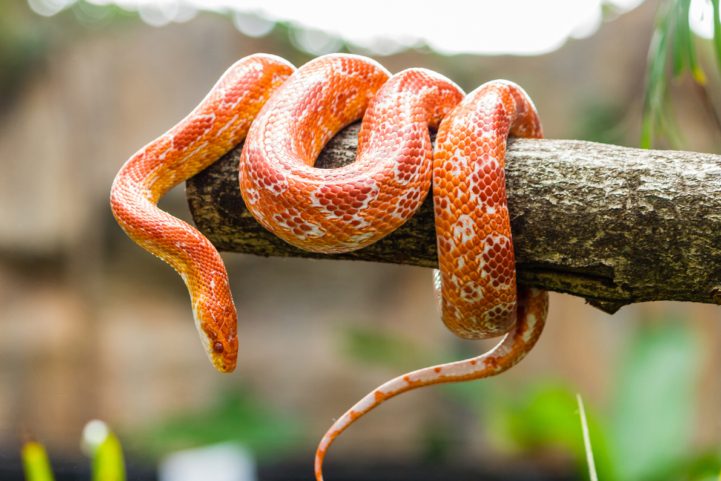 iStock: ثعبان