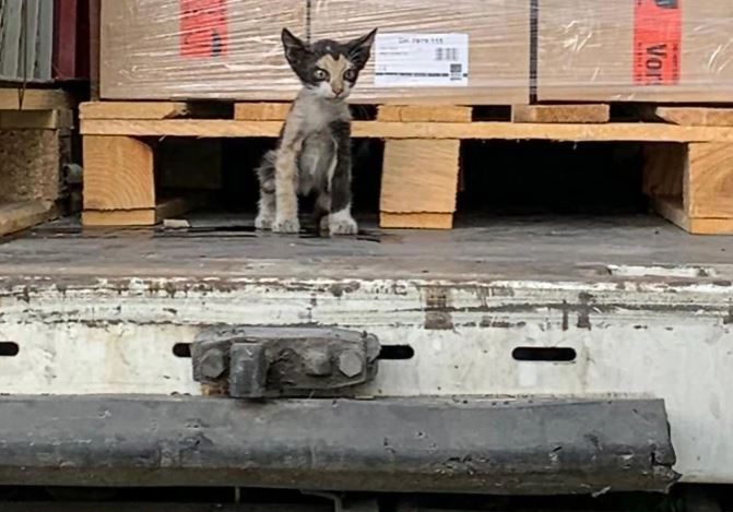 قطة تونسية تصل إلى ألمانيا في “رحلة استثنائية”.. قضت أياماً داخل حاوية دون ماء ولا طعام