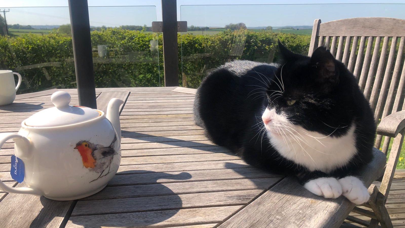 قط وزارة الخارجية البريطانية يعلن تقاعده.. “صائد الفئران” سيعيش حياة هادئة في الريف