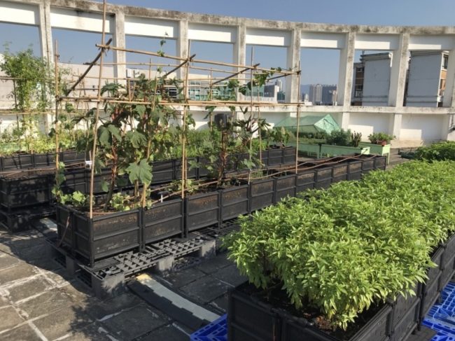 من الأراضي المهملة لأسطح المنازل.. اللبنانيون يلجأون للزراعة تجنباً للمجاعة، واللاجئون السوريون طرف مهم بهذه المبادرة