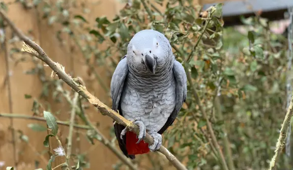 طائر نادر مهدد بالانقراض يلجأ إلى الجبال هرباً من البشر! دراسة تكشف أسراراً جديدة عن ببغاء “كيا”