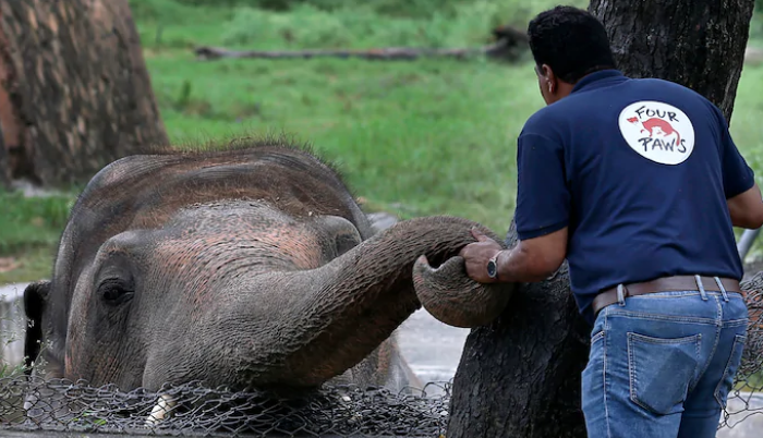 “الفيل الأكثر وحدة في العالم” يعانق “الحرية” ويحظى بحياة جديدة.. بعد 35 سنة من المعاناة والإهمال في حديقة “سيئة”