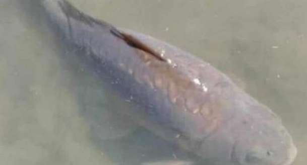 رئيس دولة ينعى سمكة، ومحامون يجهزون  وصيتها، وحديث عن جنازة لها، فما قصتها؟ (فيديو)