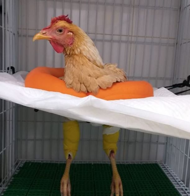 القصة الكاملة لـ"أشهر فرخة في مصر".. نعم، أُجريت جراحة لدجاجة في ساقها، لكن ليست في مصر!