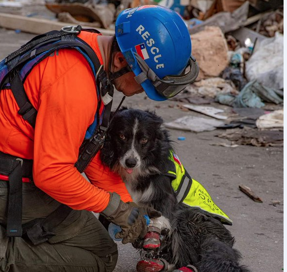 “فلاش” التي أعادت نبض بيروت.. قصة الكلبة التشيلية التي اكتشفت ضحايا تحت الأنقاض