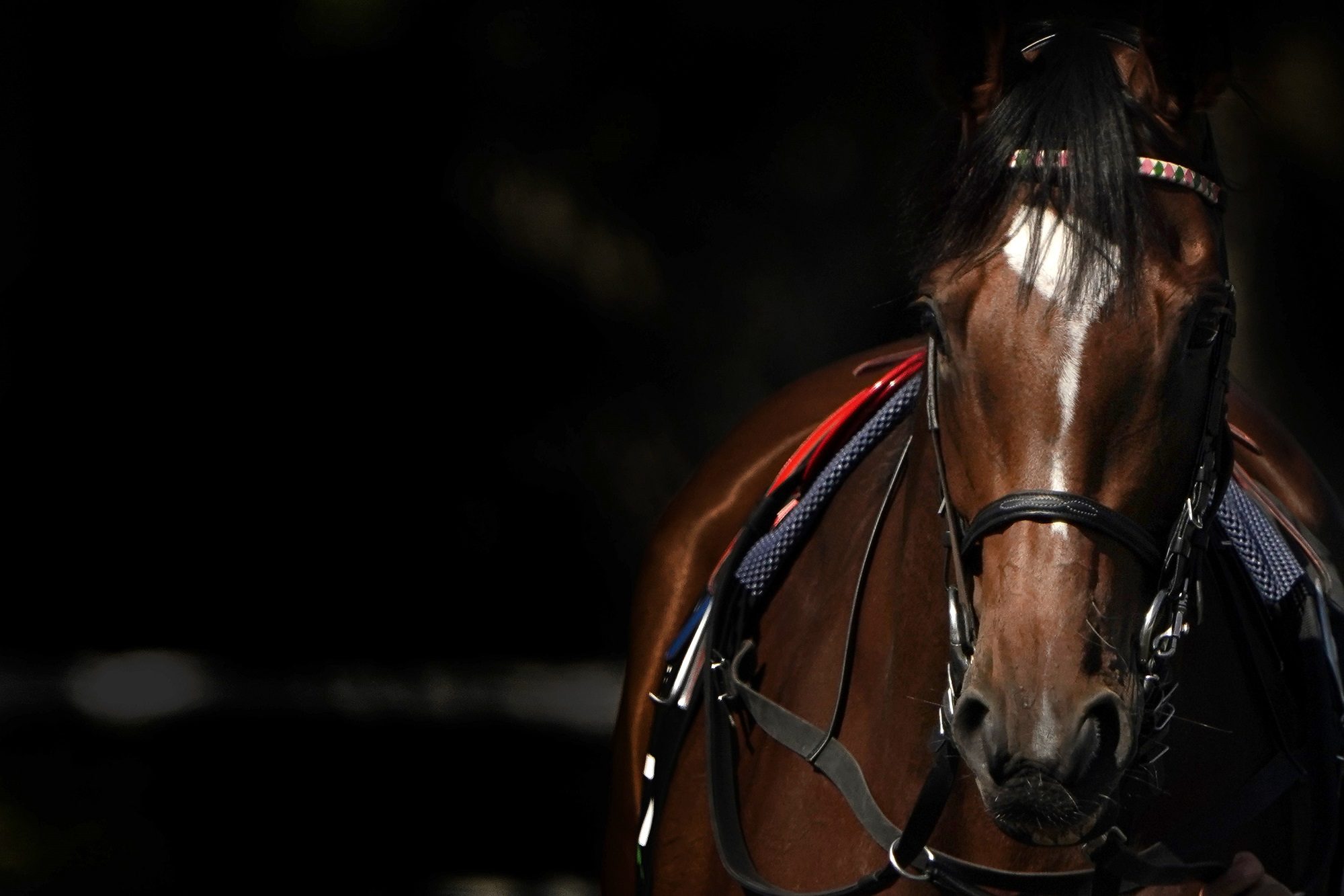 استنفار في فرنسا لحل لغز الجرائم الغامضة بحق الخيول.. مروحيات وضباط يُشاركون بعملية أمنية واسعة