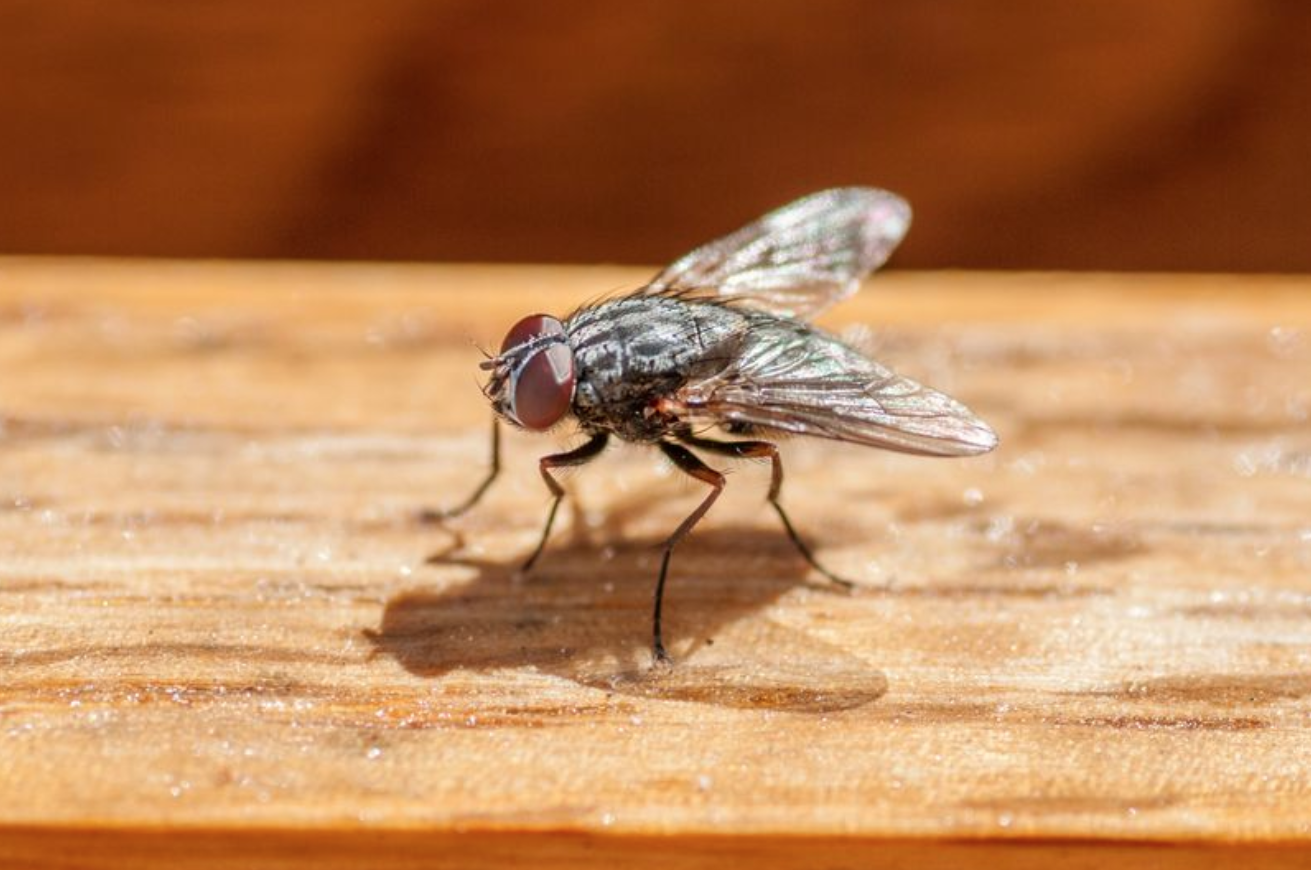 أراد مطاردة الذبابة ففجر جزءاً من منزله! نهاية غير متوقعة لملاحقة حشرة أزعجت عجوزاً وهو يأكل