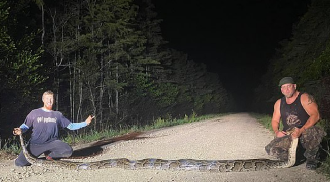 فيديو مرعب للإمساك بـ”أكبر أفعى”.. تحطيم رقم قياسي باصطياد “وحش” مخيفٍ طوله خمسة أمتار ونصف (فيديو وصور)