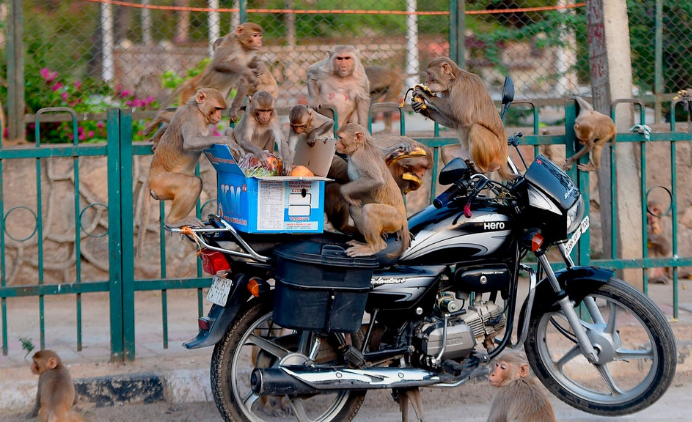 أسقطتها من فوق السطح.. مصرع فتاة على يد قردة