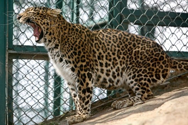 “أجنحة وحشية” بفندق صيني تثير انتقادات.. تضم نموراً تتجول بالقرب من عازل زجاجي (فيديو)