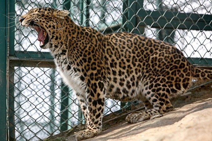 الهند تلاحق النمر القاتل! افترس 8 أشخاص خلال عامين ونشر الرعب بين الناس