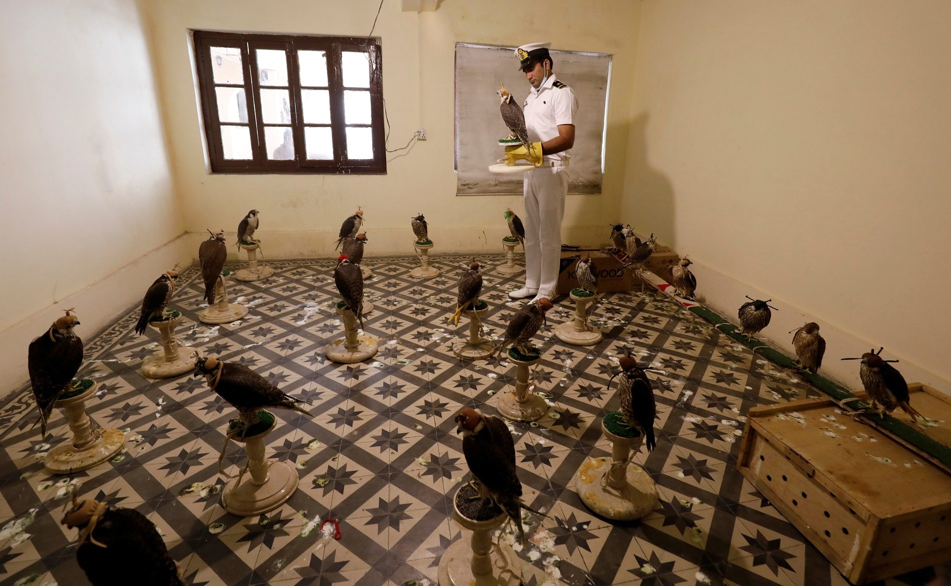 قيمتها مليون دولار وتُباع في مزاد علني.. إنقاذ صقور مهددة بالانقراض كانت في طريقها إلى الخليج