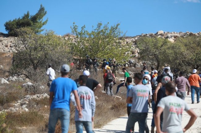 “أعداء الزيتون”.. لماذا يتعمّد الإسرائيليون تدمير محصول المزارعين الفلسطينيين كل موسم؟